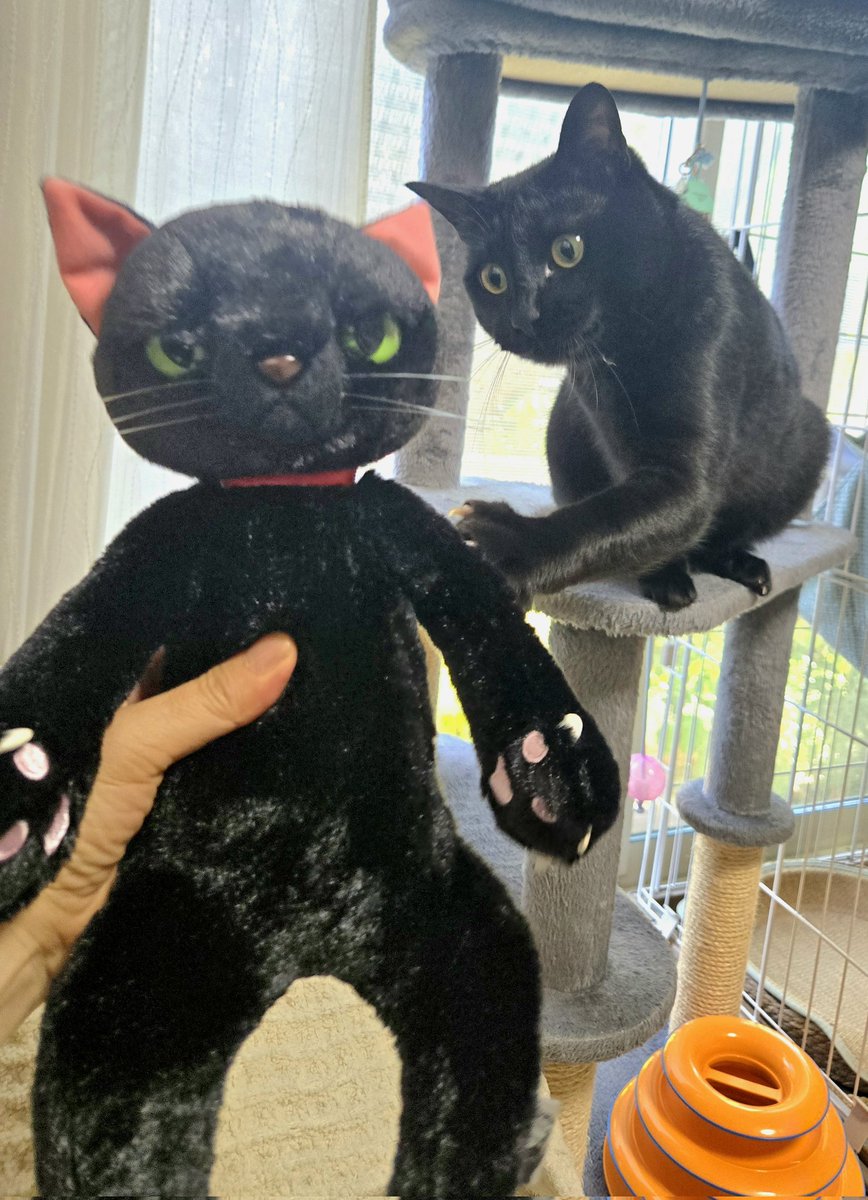 wol0403's tweet photo. ネコ　ゲット～♪
かわいい。
ホンモノネコが攻撃するから
自室に鎮座させるけど。
#黒猫
#猫のいる暮らし
#猫のいるしあわせ
#猫のいる生活
#猫好きさんと繋がりたい
#米田民穂　さん
#内藤デザイン研究所
#Scratch https://t.co/XsL86w9OSc
