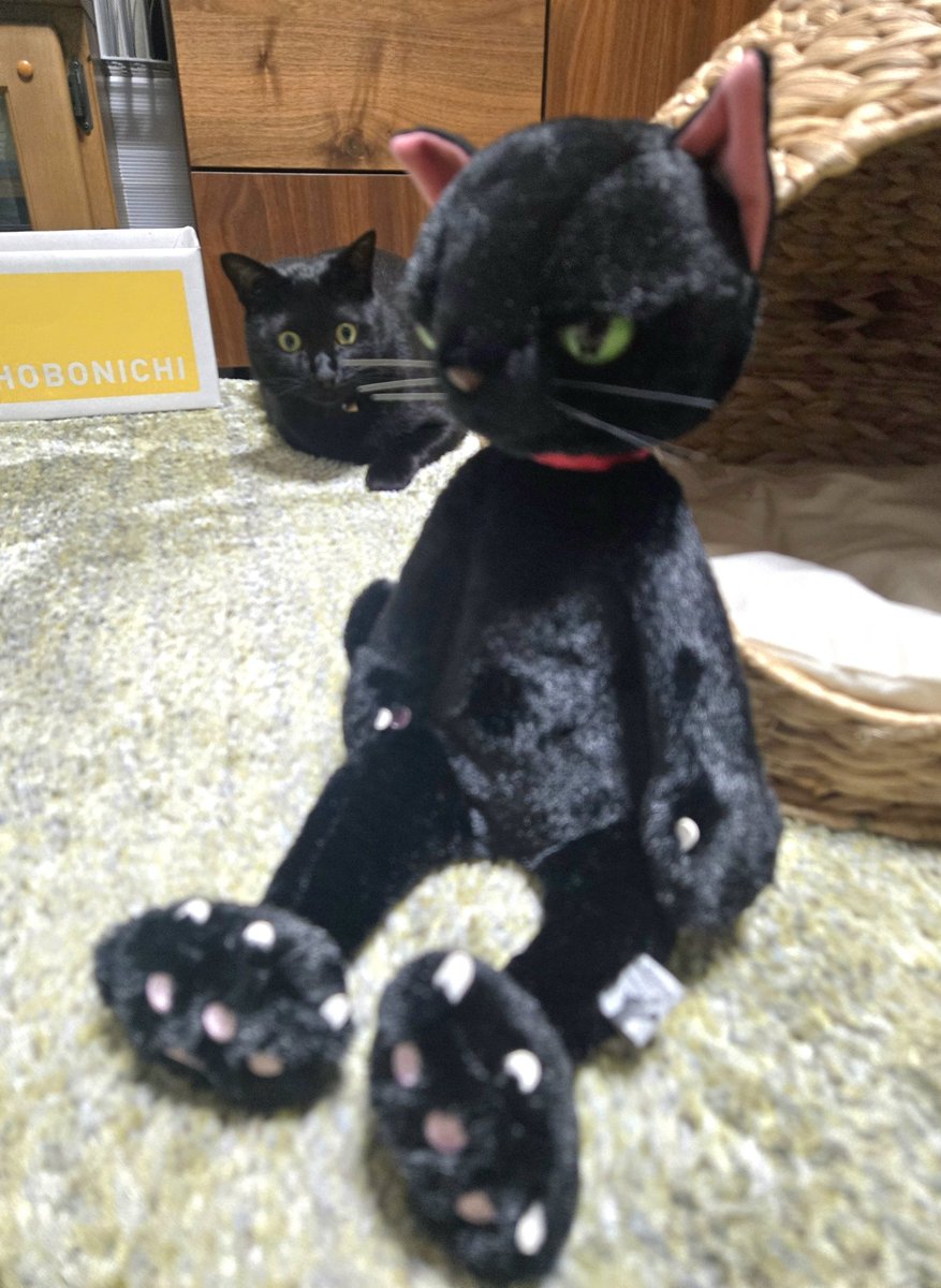 wol0403's tweet photo. ネコ　ゲット～♪
かわいい。
ホンモノネコが攻撃するから
自室に鎮座させるけど。
#黒猫
#猫のいる暮らし
#猫のいるしあわせ
#猫のいる生活
#猫好きさんと繋がりたい
#米田民穂　さん
#内藤デザイン研究所
#Scratch https://t.co/XsL86w9OSc