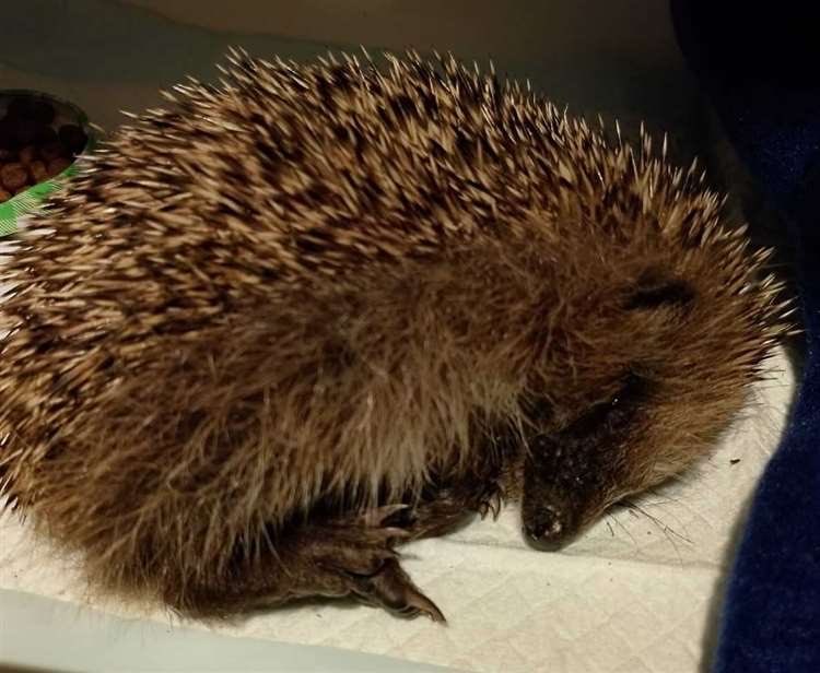 XposeTrophyHunt's tweet photo. Baby hedgehog put to sleep at Thorne Hedgehog Rescue near Ashford, after being ‘kicked around like football’ by yobs. Its upper palate had been broken and his liver lacerated from the impact of the attack. Pure scum that did this. 😡
https://t.co/cKrpkQYLiE https://t.co/lql4nH7k7L