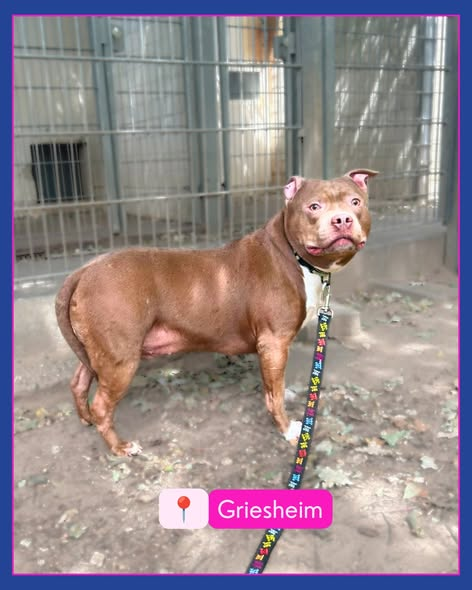 yolandaschultes's tweet photo. 64347 Griesheim
Hund angebunden gefunden
Kopie Tierheim Darmstadt
WER KENNT DEN HUND?
Dieser unkastrierte Staffordshire-Rüde war in Griesheim, Nähe Waldfriedhof angebunden gefunden worden.
Der Hund ist nicht gechipt, nicht registriert und befindet sich in keinem guten gesundheitlichen Zustand.
Wer kennt den Hund und kann uns Hinweise geben?
Bitte Mail an info@tsv-darmstadt.de und gerne Post teilen
+49 6151 891470
info@tsv-darmstadt.de