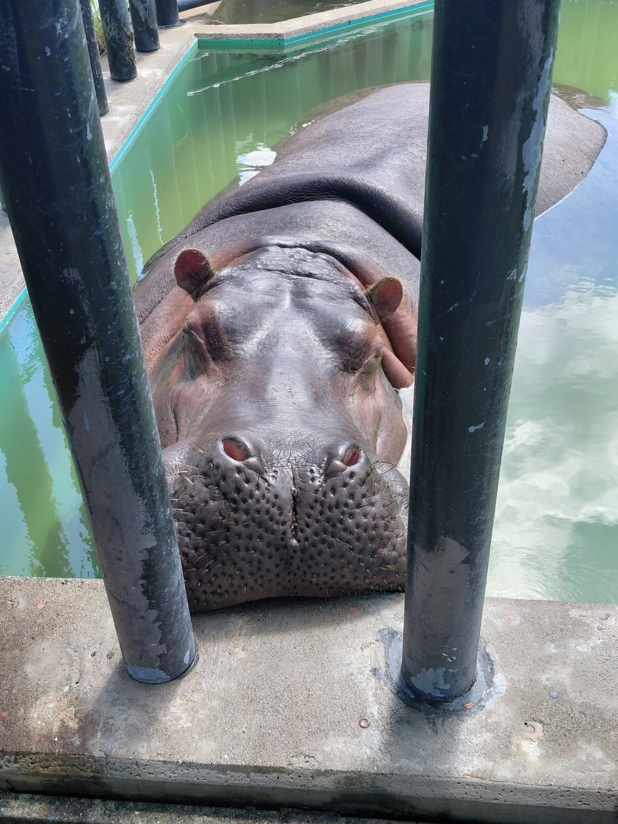 12yoshizen's tweet photo. 明日は🦛ツグミちゃんの🎂
39歳おめでとう🎉

明日、会いに行けないので
1日早いけどおめでとうを言いに。

本日の京都新聞に、ツグミちゃんの記事が掲載されてました。
　
2026.7.10📱

#京都市動物園
#カバ
#ツグミ
#第11代アニマル園長 https://t.co/4sqy7dPaHZ