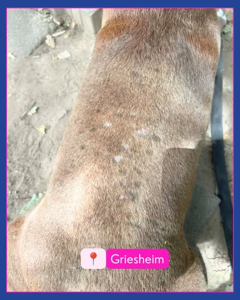 yolandaschultes's tweet photo. 64347 Griesheim
Hund angebunden gefunden
Kopie Tierheim Darmstadt
WER KENNT DEN HUND?
Dieser unkastrierte Staffordshire-Rüde war in Griesheim, Nähe Waldfriedhof angebunden gefunden worden.
Der Hund ist nicht gechipt, nicht registriert und befindet sich in keinem guten gesundheitlichen Zustand.
Wer kennt den Hund und kann uns Hinweise geben?
Bitte Mail an info@tsv-darmstadt.de und gerne Post teilen
+49 6151 891470
info@tsv-darmstadt.de