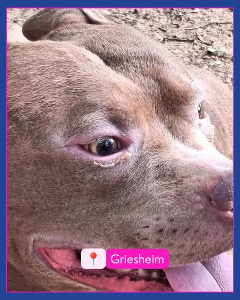 yolandaschultes's tweet photo. 64347 Griesheim
Hund angebunden gefunden
Kopie Tierheim Darmstadt
WER KENNT DEN HUND?
Dieser unkastrierte Staffordshire-Rüde war in Griesheim, Nähe Waldfriedhof angebunden gefunden worden.
Der Hund ist nicht gechipt, nicht registriert und befindet sich in keinem guten gesundheitlichen Zustand.
Wer kennt den Hund und kann uns Hinweise geben?
Bitte Mail an info@tsv-darmstadt.de und gerne Post teilen
+49 6151 891470
info@tsv-darmstadt.de