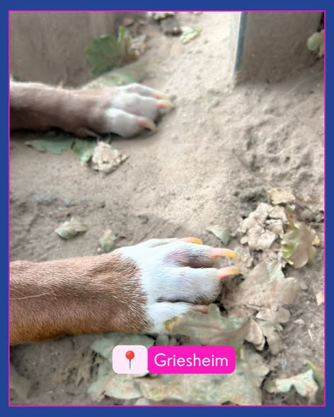 yolandaschultes's tweet photo. 64347 Griesheim
Hund angebunden gefunden
Kopie Tierheim Darmstadt
WER KENNT DEN HUND?
Dieser unkastrierte Staffordshire-Rüde war in Griesheim, Nähe Waldfriedhof angebunden gefunden worden.
Der Hund ist nicht gechipt, nicht registriert und befindet sich in keinem guten gesundheitlichen Zustand.
Wer kennt den Hund und kann uns Hinweise geben?
Bitte Mail an info@tsv-darmstadt.de und gerne Post teilen
+49 6151 891470
info@tsv-darmstadt.de