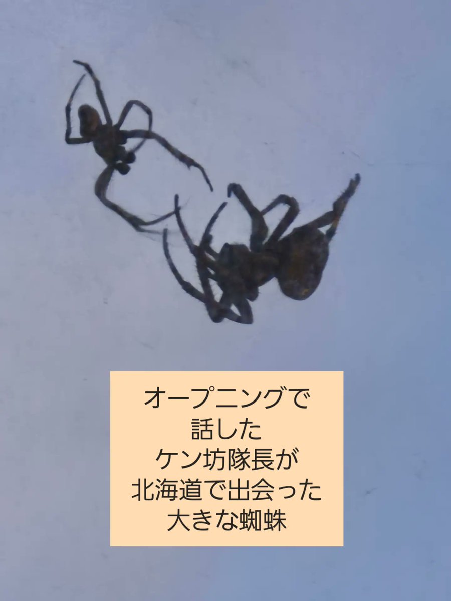 ikimononchu's tweet photo. 【只今いきものんちゅ】
7月11日(土)の特集は☝️
今週も樹木医でソテツシロカイガラムシの研究をしている美ら島財団総合研究所の「辻本悟志さん」のお話です。
ただ、ソテツに付く虫だけじゃなく、ずっと沖縄にあるアカギの木にも外来種の魔の手が迫っているというんです。 https://t.co/N58YWkLDQU