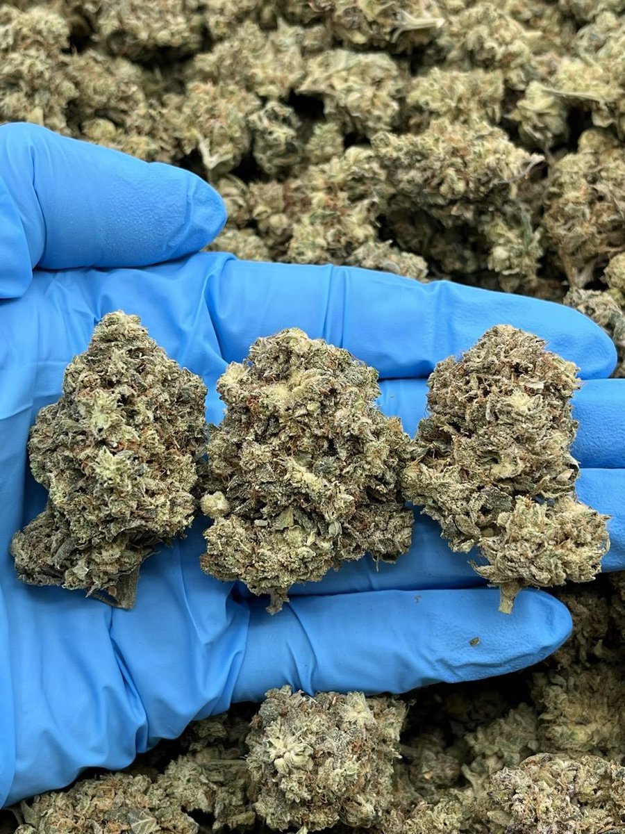 Jameskushplug's tweet photo. Weed #Kilbirnie, Weed #Kilmarnock, Weed Kirkcaldy, Weed #Kirkintilloch, Weed #Kirkwall, Weed #Lanark, Weed Lerwick, Weed #Linlithgow, Weed #Livingston, Weed Lochgilphead, Weed #Lossiemouth, Weed #Maybole https://t.co/xAhGvCDArC