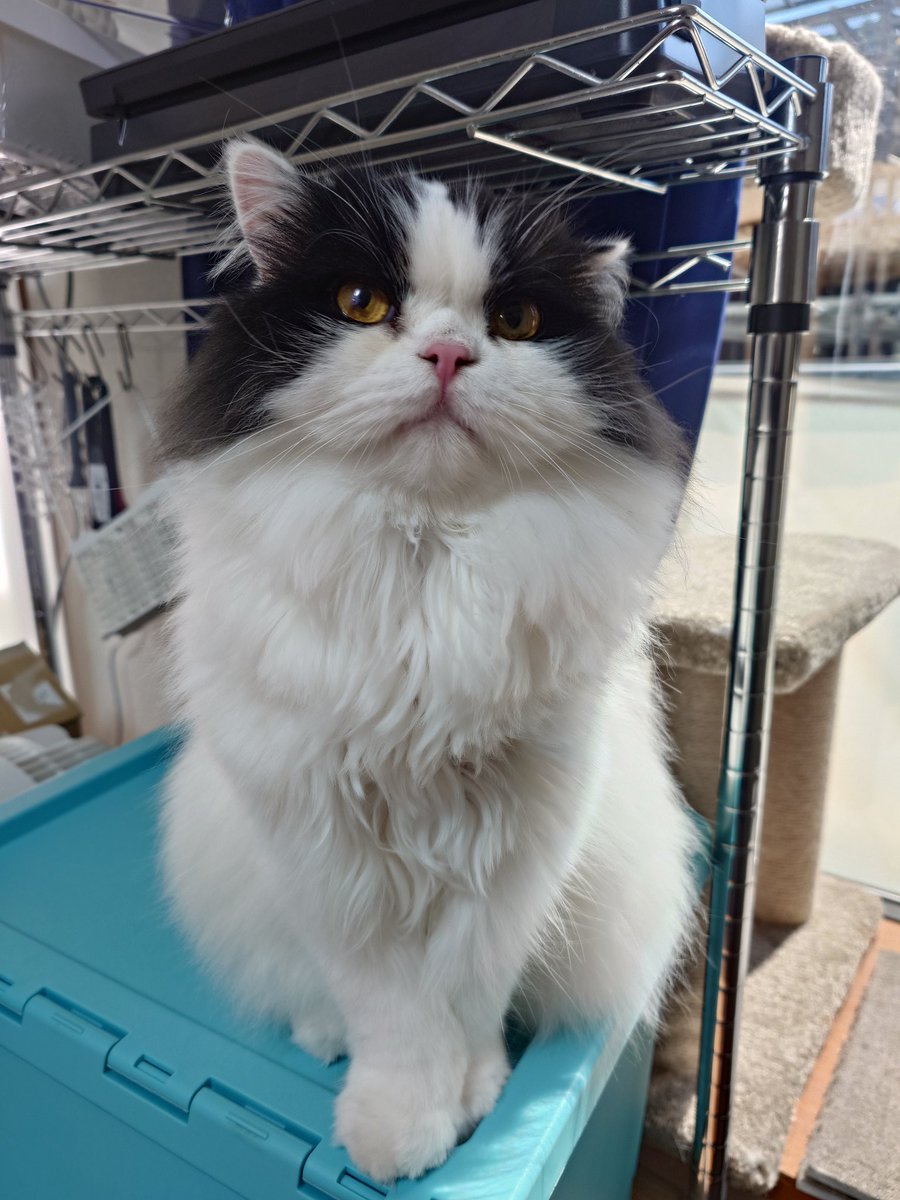 aaaa77770553's tweet photo. 今日のごんた

#猫好きさんと繋がりたい
#ハチワレ https://t.co/JyReuhwt2L