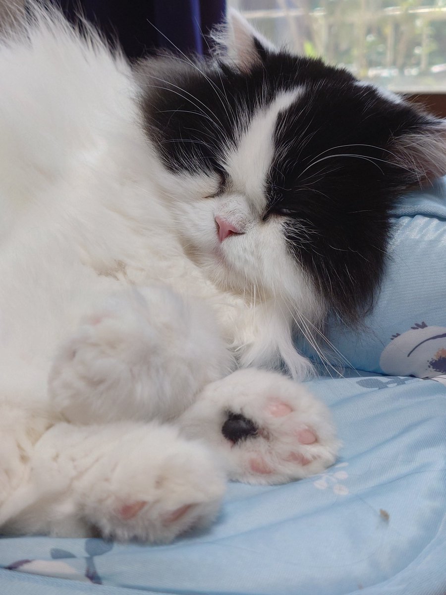 aaaa77770553's tweet photo. 今日のごんた

#猫好きさんと繋がりたい
#ハチワレ https://t.co/JyReuhwt2L
