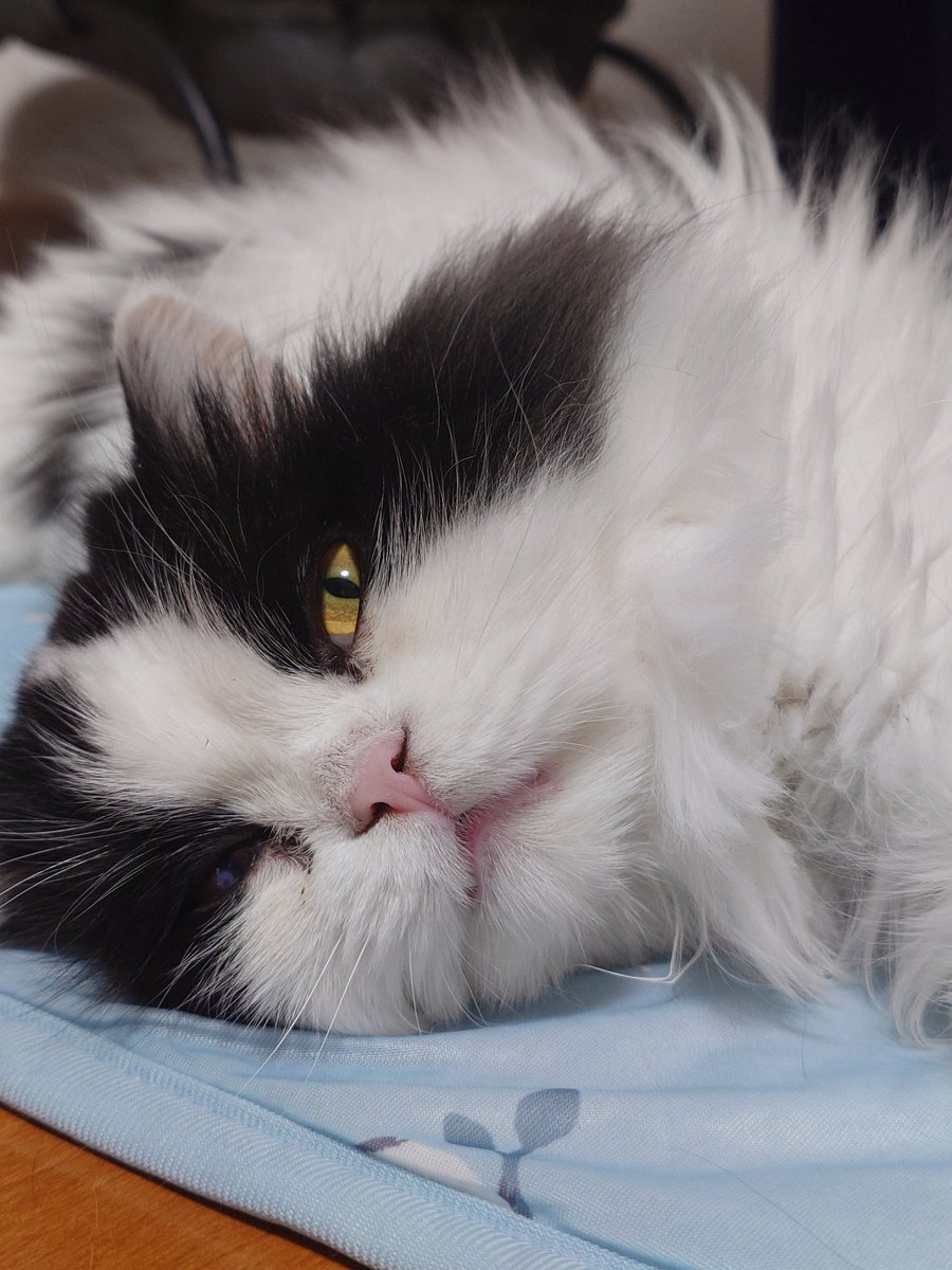 aaaa77770553's tweet photo. 今日のごんた

#猫好きさんと繋がりたい
#ハチワレ https://t.co/JyReuhwt2L