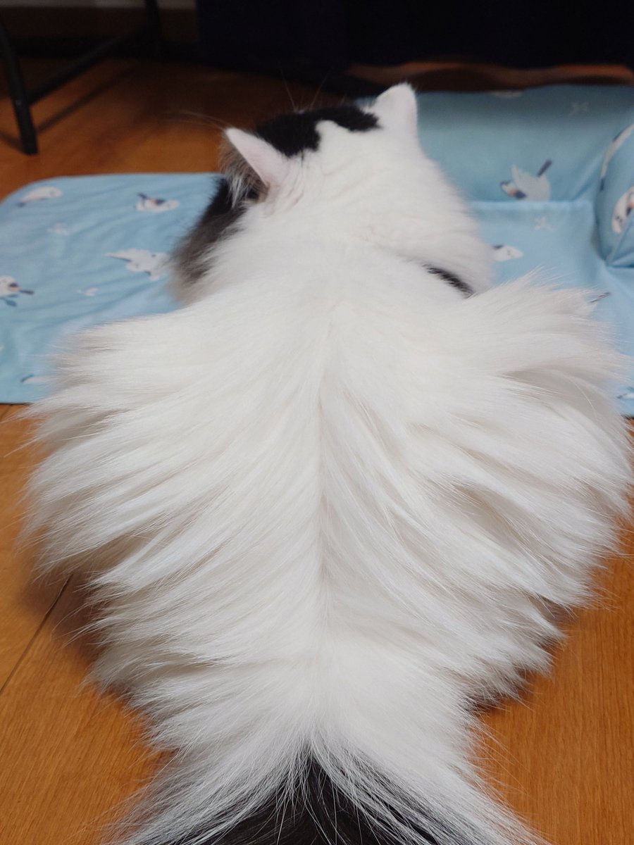aaaa77770553's tweet photo. 今日のごんた

#猫好きさんと繋がりたい
#ハチワレ https://t.co/JyReuhwt2L