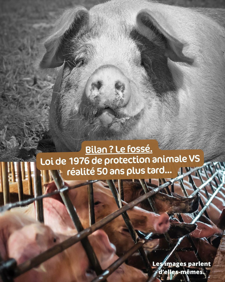 OABA_Off's tweet photo. Au bilan... ce texte historique reste un symbole face à l'explosion de l’élevage industriel.
🚨 Au terme de 50 ans de dérives productivistes :
⏺ 8 animaux /10 abattus en France n'ont aucun accès au plein air
⏺ La sélection génétique est abusive au détriment de la santé 
2/5 https://t.co/d83PSkWt9i