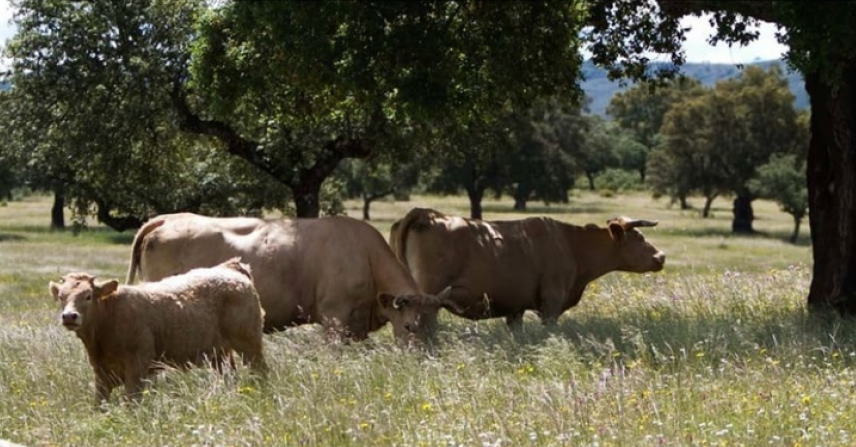 AsajaNacional's tweet photo. 🐄 @ASAJASEVILLA alerta del impacto que puede tener la futura Estrategia Ganadera de la UE sobre las explotaciones andaluzas.

💶 La organización advierte de que nuevas exigencias medioambientales y de bienestar animal pueden elevar los costes y encarecer la carne.

📢 ASAJA-Sevilla reclama tener en cuenta a la ganadería extensiva, reforzar la trazabilidad y garantizar estabilidad en la PAC.
https://t.co/cPyvNhujVk