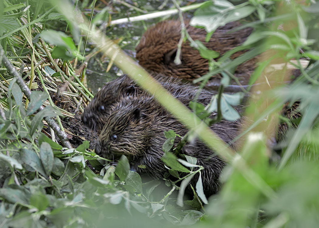 Hawkandowluk's tweet photo. We have exciting news from our beaver enclosure here at Sculthorpe Moor!
Two new beaver kits have been spotted!
This is an exciting development as our beaver family grows once again!
#hawkandowltrust #sculthorpemoornaturereserve #beaverenclosure #beavertrust
Photo: C. De Witt https://t.co/3LmkmWGcDk