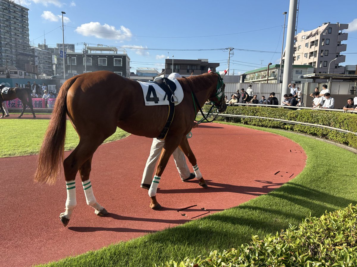 d_horselabs's tweet photo. シージャムブルース
+17kg、締まってるように見えるけど太いのか？雰囲気はめちゃ良かった

矢野さん頼みます🙏 https://t.co/tnftr08uIC