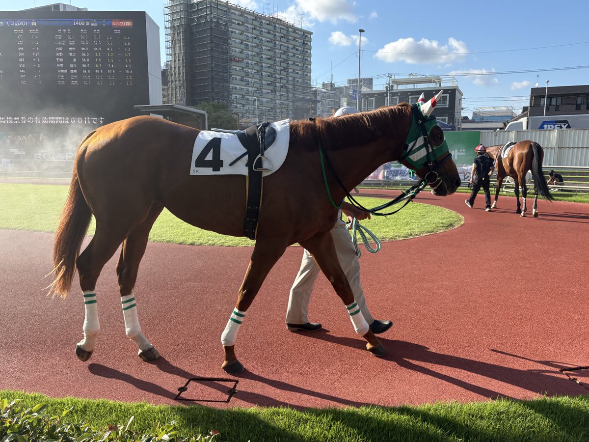 d_horselabs's tweet photo. シージャムブルース
+17kg、締まってるように見えるけど太いのか？雰囲気はめちゃ良かった

矢野さん頼みます🙏 https://t.co/tnftr08uIC