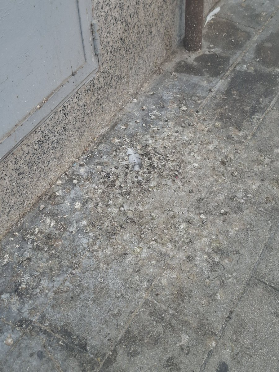 risiambar's tweet photo. @alicanteayto  @BarcalaSierra @saicalicante La acera de los números entre el 28 y el 36 de la calle Capitán Dema esta repugnante de las mierdas de las palomas. https://t.co/pVuehVMzDS