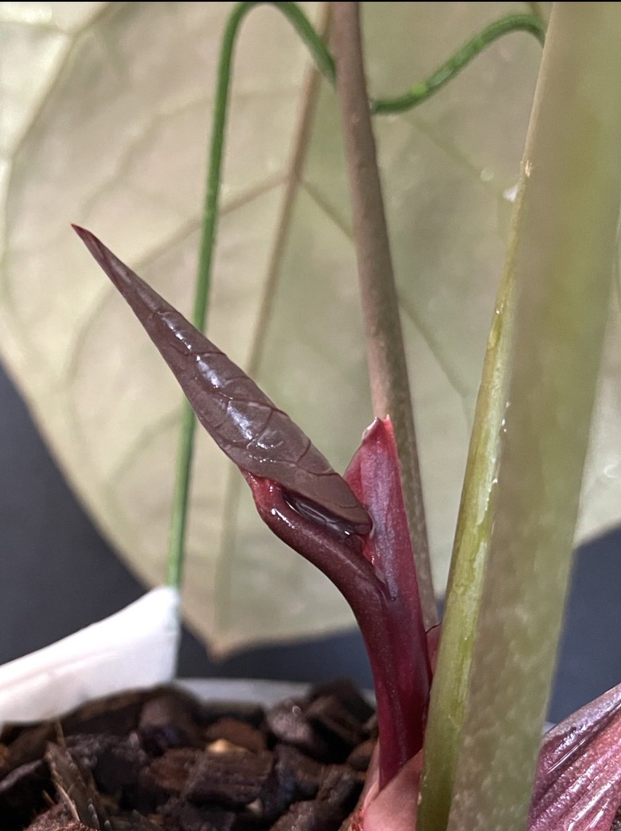 92612IRVINE's tweet photo. #アンスリウム
#Anthurium
#Fused Sinus

A. Red Crystallinum
x A. SKG Silver

ミミの癒着は、連続更新？
８枚目の新葉😳

セルフ交配での受粉から50日。 https://t.co/SsKReiwzwh