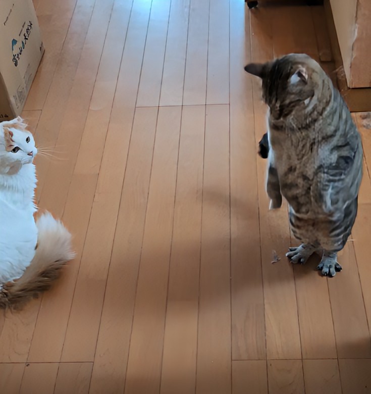 hotateyasan's tweet photo. 今日も二足歩行の練習をしております🐱 https://t.co/Gr0Z50djdH