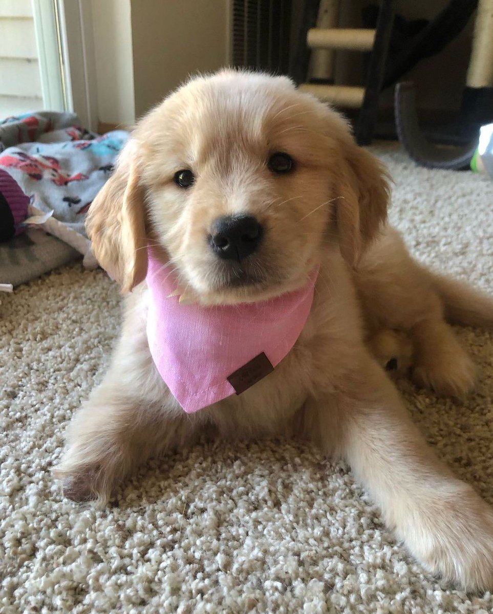 _animalsX's tweet photo. So beautiful puppy https://t.co/IEFf6wyDUA