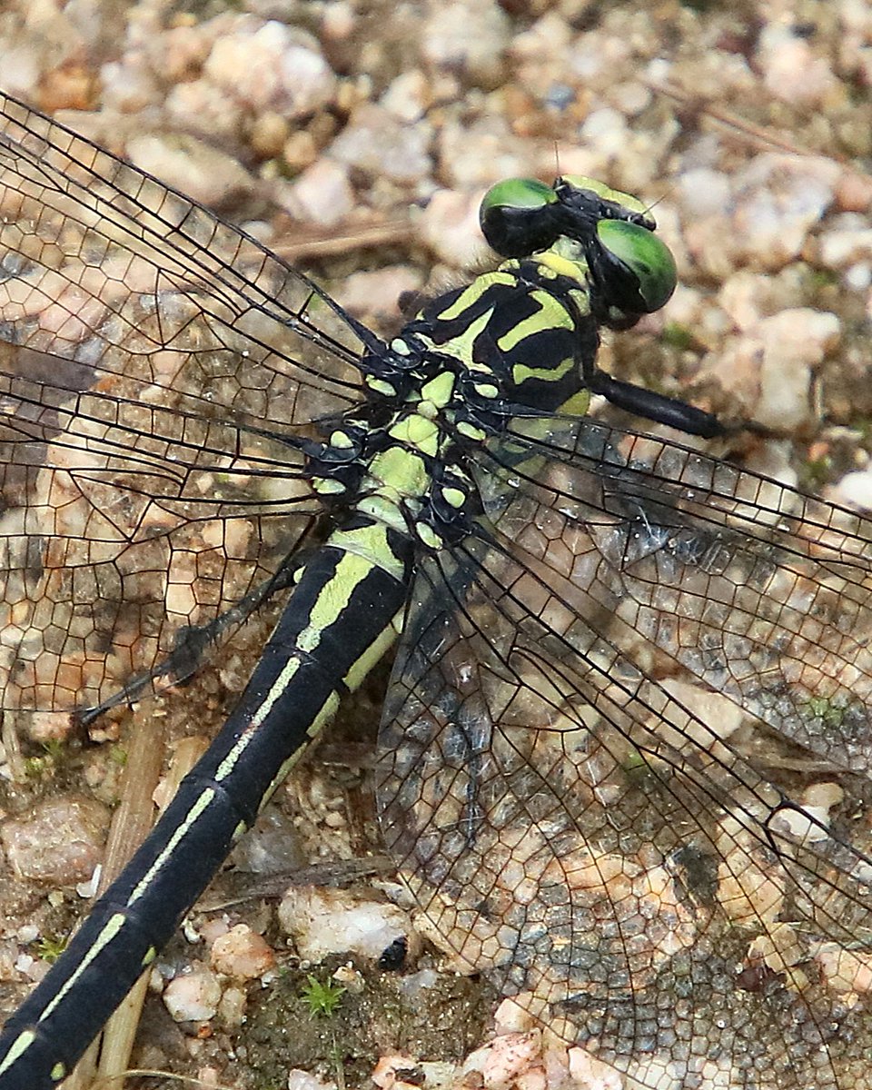 Nature_Okayama's tweet photo. 1,2. #コシアキトンボ
短い交尾をすると、すぐに♀は産卵を始め、その間♂はホバリングをしながら見守っていました。
3,4. #ヤマサナエ ♀
私を撮って、と言わんばかりに付いてきてくれました。

#岡山県自然保護センター https://t.co/kqPcYIz9df