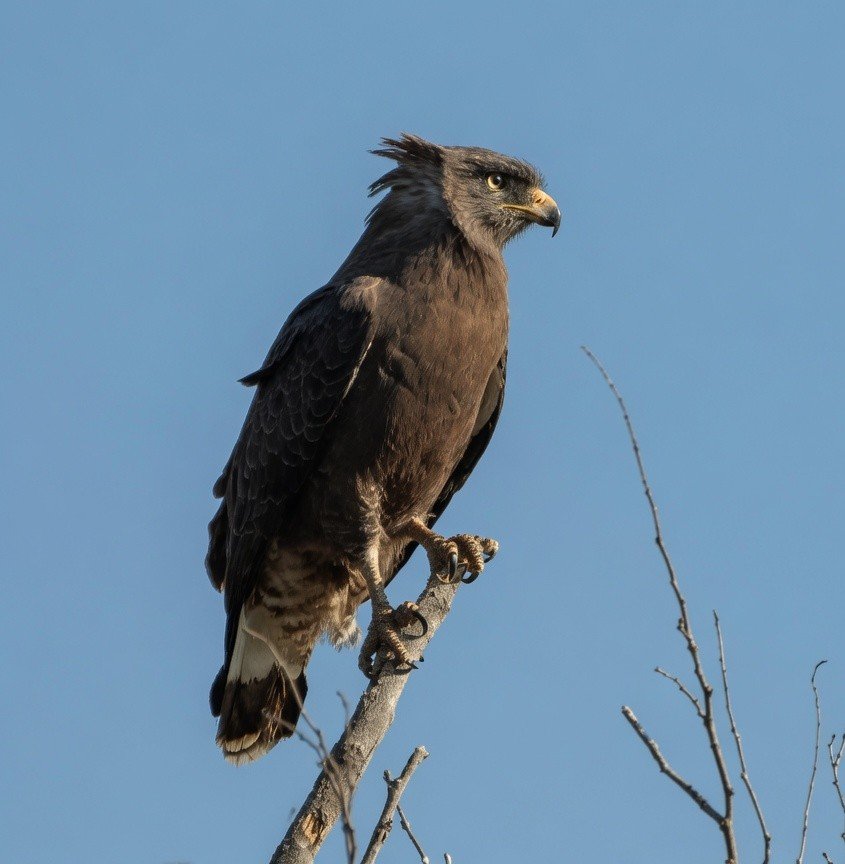 BirdsKenya's tweet photo. Western Banded Snake-eagle seen  near Kibwezi. https://t.co/aA39hWFClI