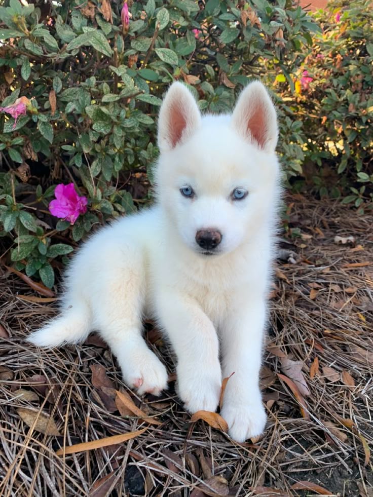 _animalsX's tweet photo. Rate this handsome pup from 1–10! 🐾 https://t.co/S1ypRisCjN