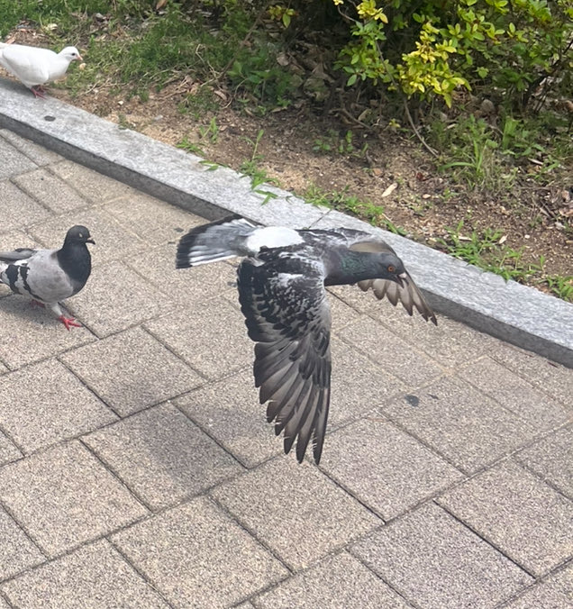 pintailduck01's tweet photo. 이건 제 인생의 역작 둘기사진입니다 무려 날개가 펼쳐진 모습 게다가 입을 벌리고있죠 https://t.co/MjUHFcl4RT