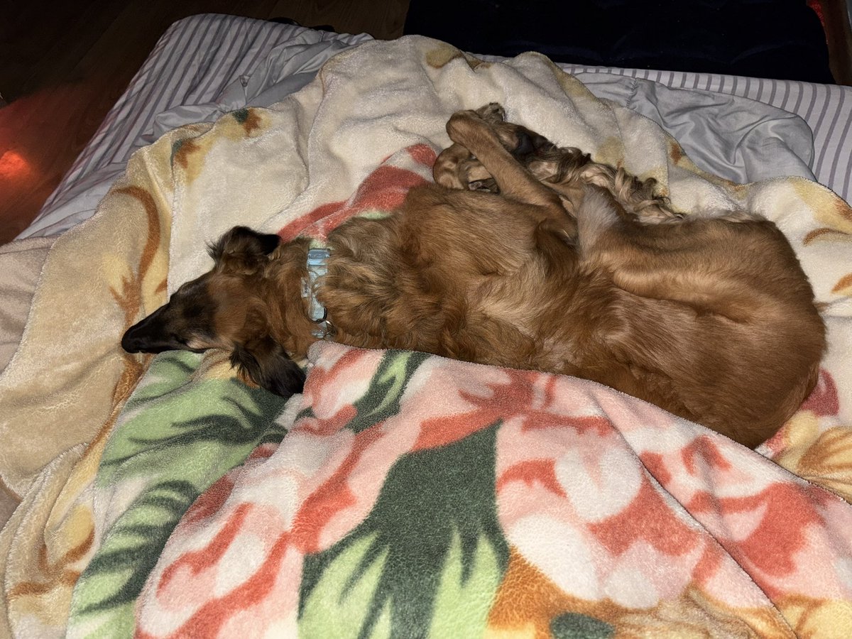proud snoot dog father tweet media
