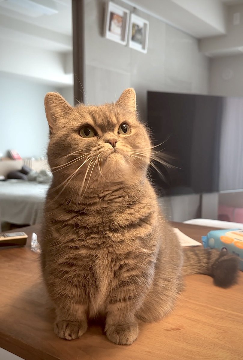 himaritomugi's tweet photo. すごいこっち見てる

シャクレながら…… https://t.co/Zz86k00Ict