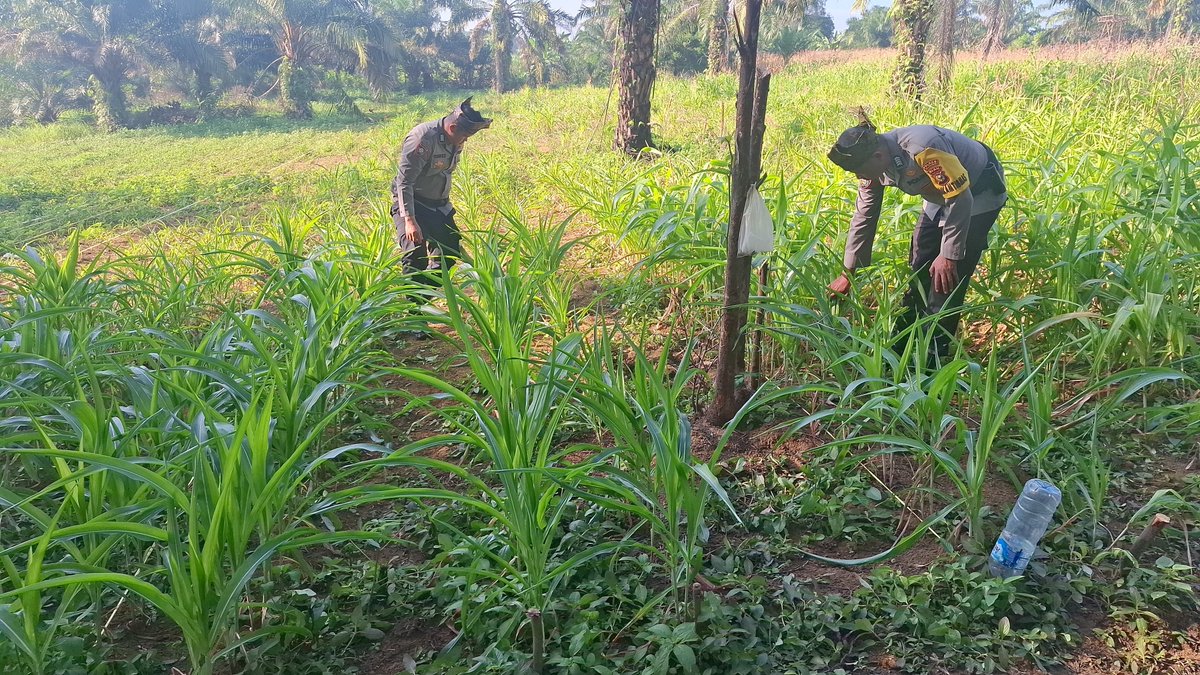 FeriHa888's tweet photo. ketahanan pangan polsek bagan sinembah https://t.co/ENqTRLfd0d