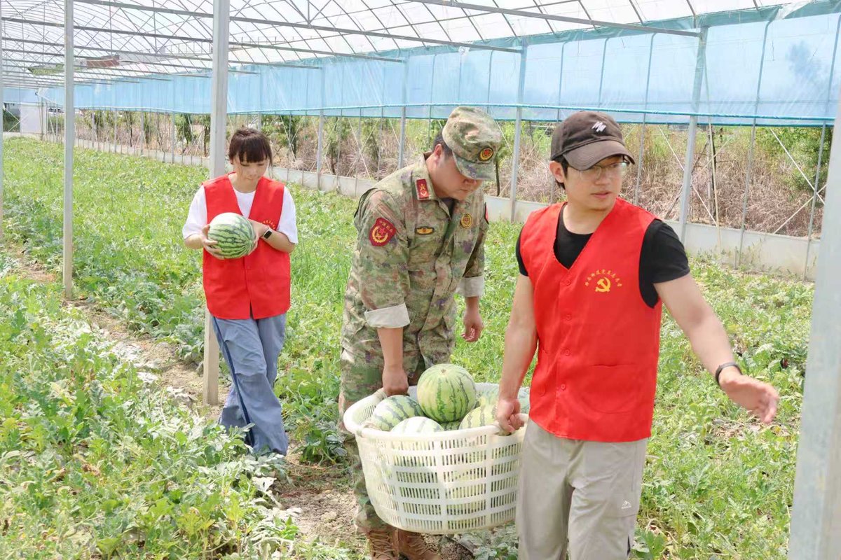 Shoejooo's tweet photo. As the typhoon approaches, Chinese militiamen and volunteers help farmers rush to harvest watermelons to minimize losses. https://t.co/hqMpknejsx