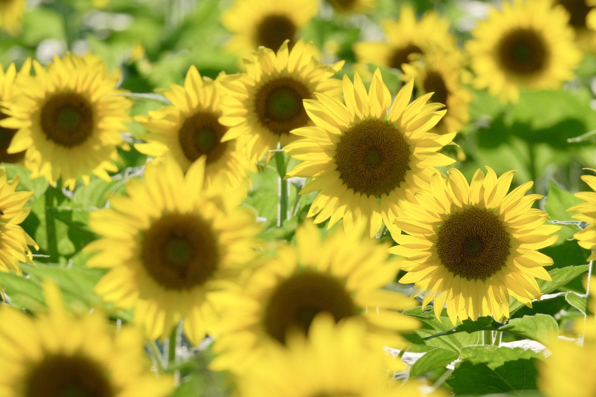 ma_3gou's tweet photo. ひまわりさん🌻 満開🥰

まんのう町のひまわり畑

#向日葵 
 #花の写真 #flowers
#TLを花でいっぱいにしょう https://t.co/0UtPxdV1dP