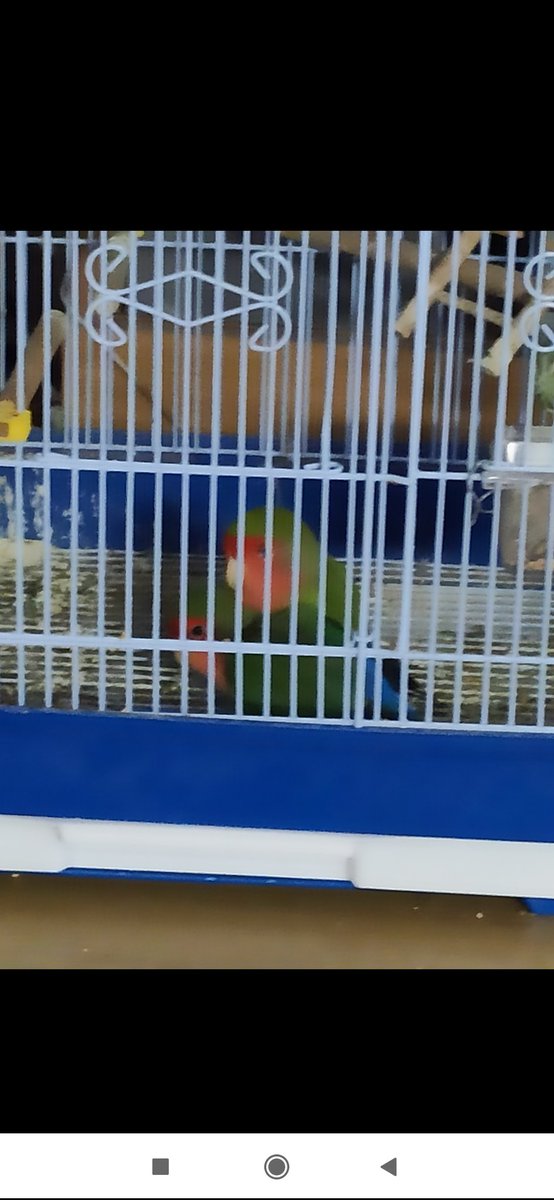 _hectormr98's tweet photo. ⚠️ DIFUSIÓN POR FAVOR 

Esta noche nos han ROBADO a nuestra pareja de agapornis. Es una pareja de machos con más de 10 años ya, uno de los dos esta un poco desemplumado. La jaula es como se ve en las fotos

Ubicación: San Fernando de Henares, cerca de El Olivar
Tlfo: 633 03 44 90 https://t.co/1Z1ZIYHelM