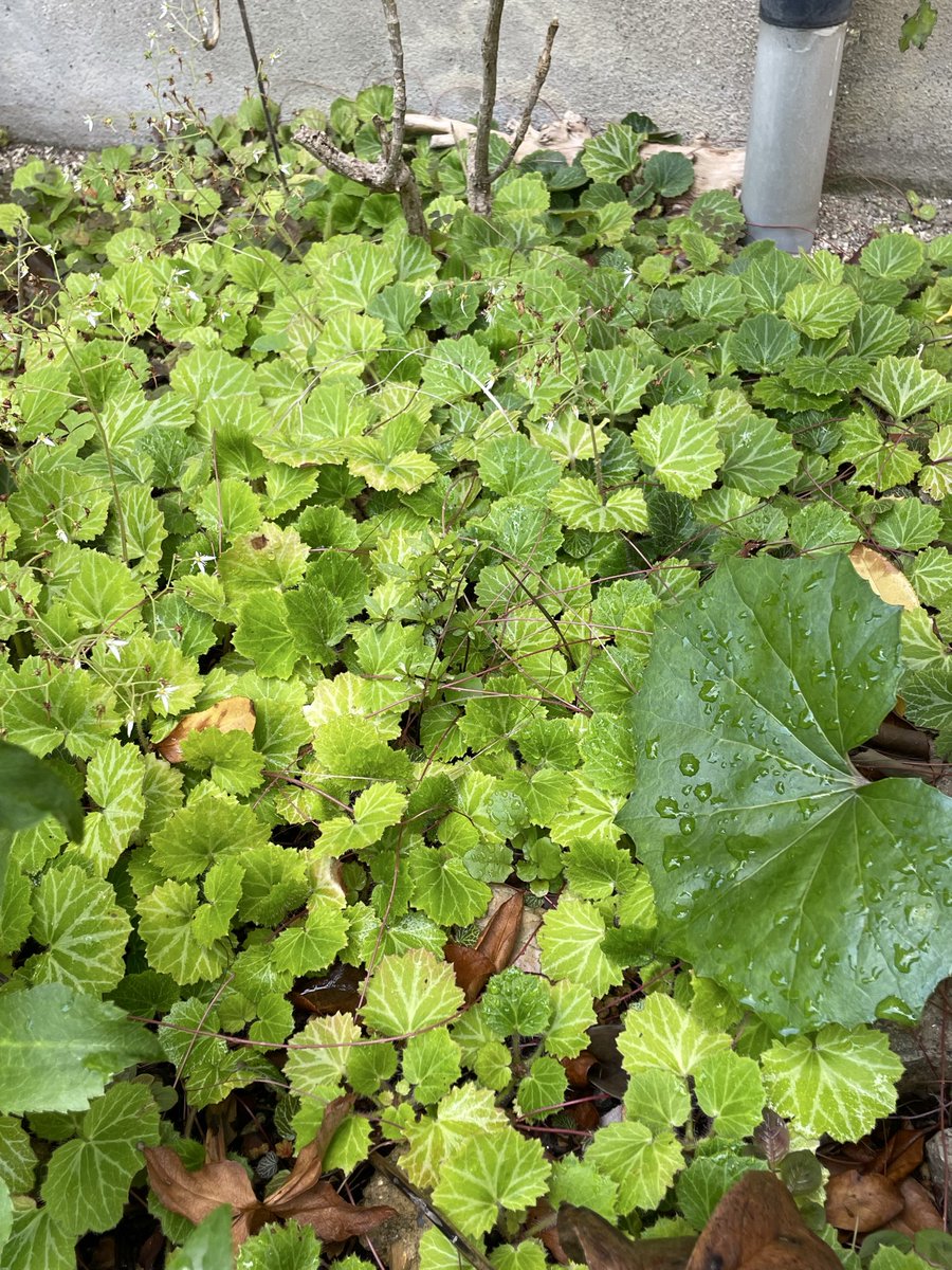 nobo1288's tweet photo. 🟡木仏二十二章(8)
 ◎木仏の一言
仏様 :  「力」

抑える力ではなく、
慈しむ心が本当の強さとなる。 https://t.co/cuAl0b2Qu9