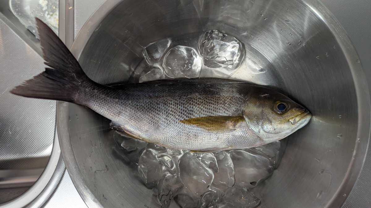 hmocchi's tweet photo. 今日の唯一の釣果、イサキさん。
なかなか良いサイズです。
一晩寝かせて明日食べるそうです。 https://t.co/80wmdIhxnt