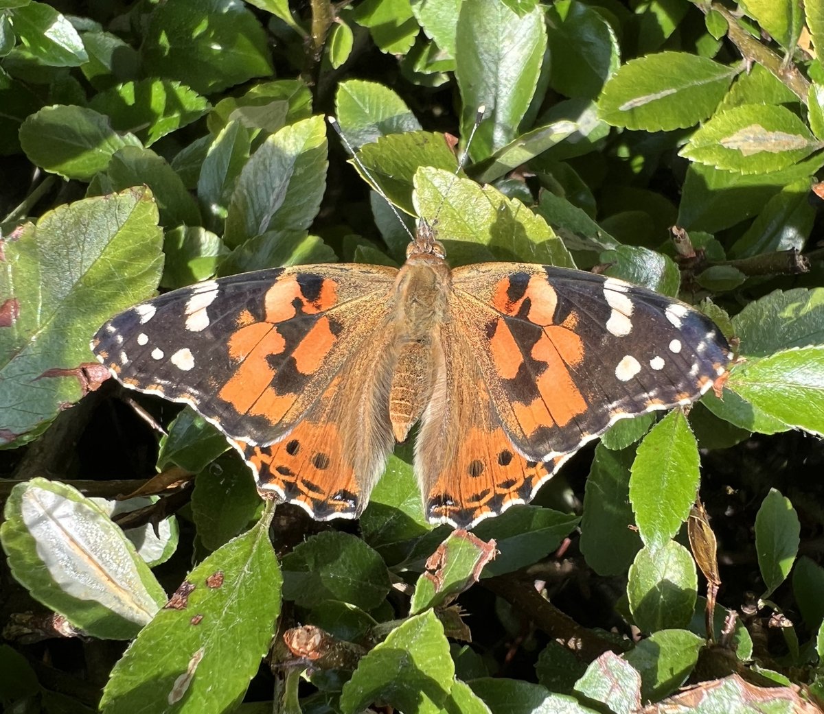 mybroadcasts's tweet photo. Beautiful Painted Lady in the garden this morning @NatureRTE. #Butterflies https://t.co/CqhqgcWgR3