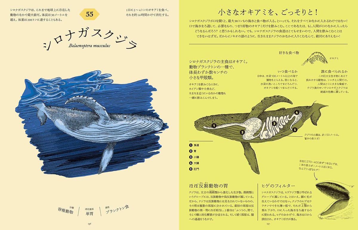 NatGeoMagJP's tweet photo. 国立科学博物館で開催される特別展「いきもの超ワールド展　国立科学博物館×ダーウィンが来た！」で、小社の書籍『食べた後どうなっているのか図鑑』から、アイナ・ベスタールさんの消化器のイラストを説明に使用していただいています。

動物の消化のしくみを説明した美しいユニークな本です。展示をご覧になって、もっと詳しく知りたくなったら、ぜお読みください。

https://t.co/ZSVi5va60Q
