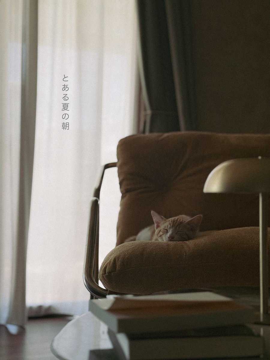 nagi_003's tweet photo. 控えめに言って、ねこの雑誌とか丁寧な暮らしの雑誌の表紙に使えそう https://t.co/qqXi2xWJlP