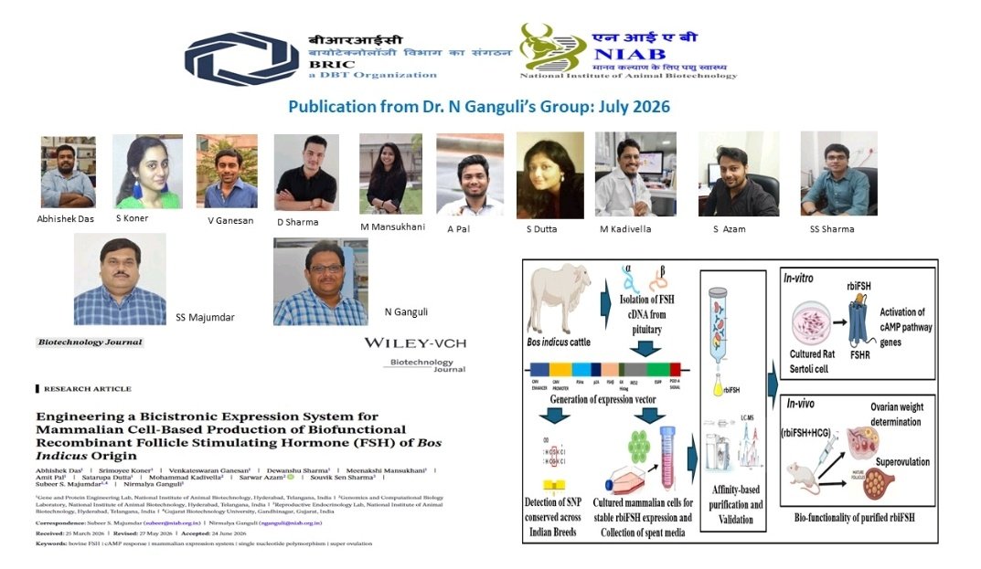 HydNiab's tweet photo. A new publication from Dr. Nirmalya Ganguli's lab @HydNiab highlighted the development of a bicistronic P2A-based mammalian expression system to produce biologically active recombinant bovine FSH from Bos indicus (rbiFSH).
Read the full text: https://t.co/AR8FuToSXR https://t.co/AYzdJDZFVn