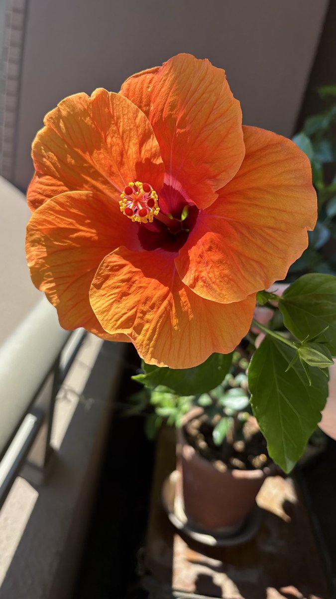 mini9365's tweet photo. #花
#ガーデニング
#ハイビスカス https://t.co/blT1qa8ASu