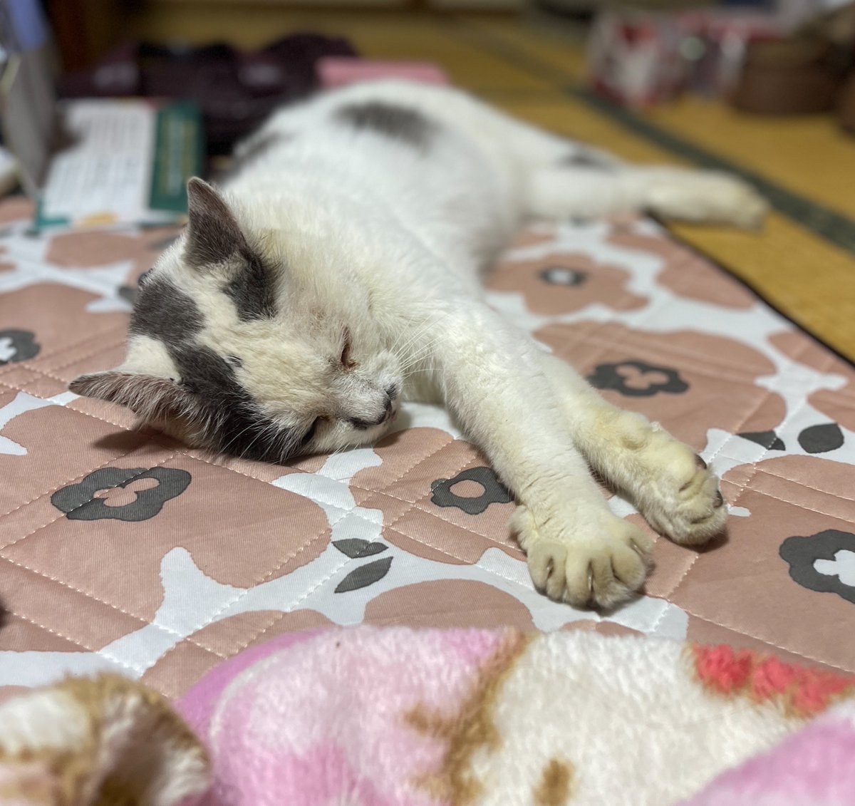 nyaaa_____nchu tweet picture
