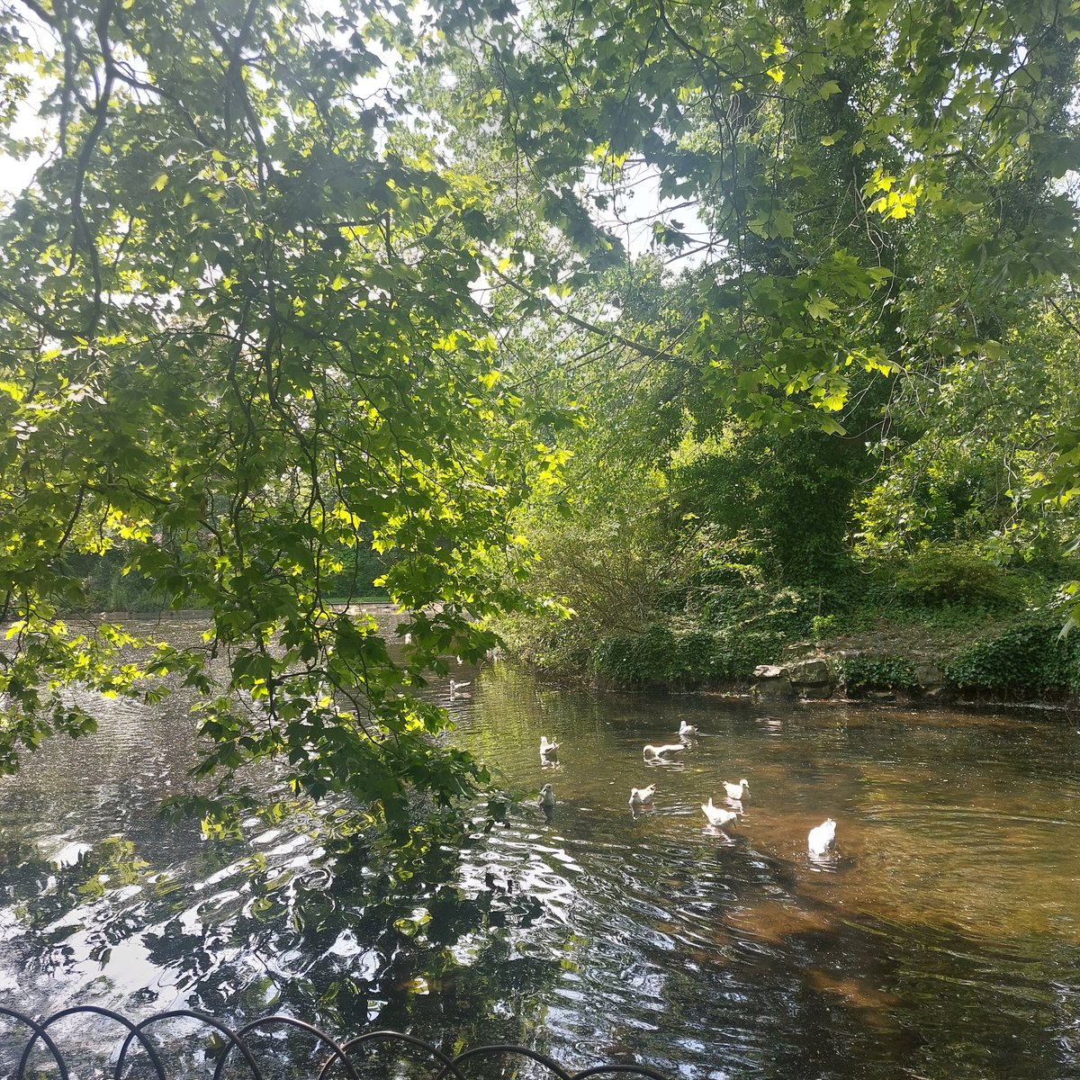 rossgrant05's tweet photo. @ThisIsIreland3 And drop in to St  Stephen's Green. Its a gorgeous spot. https://t.co/wMzJKXLltB