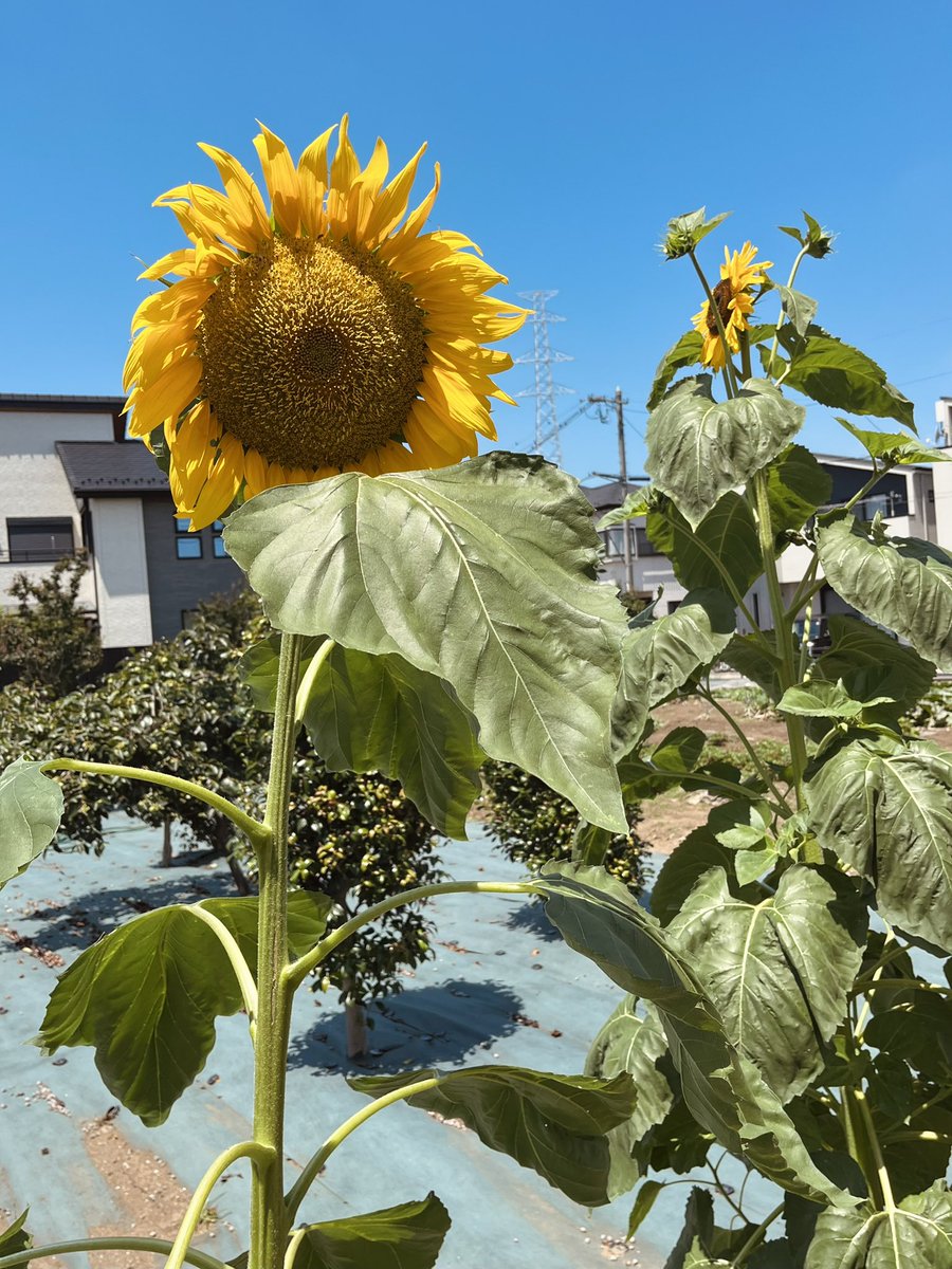 夜のひまわり　自作 でかすぎるひまわり