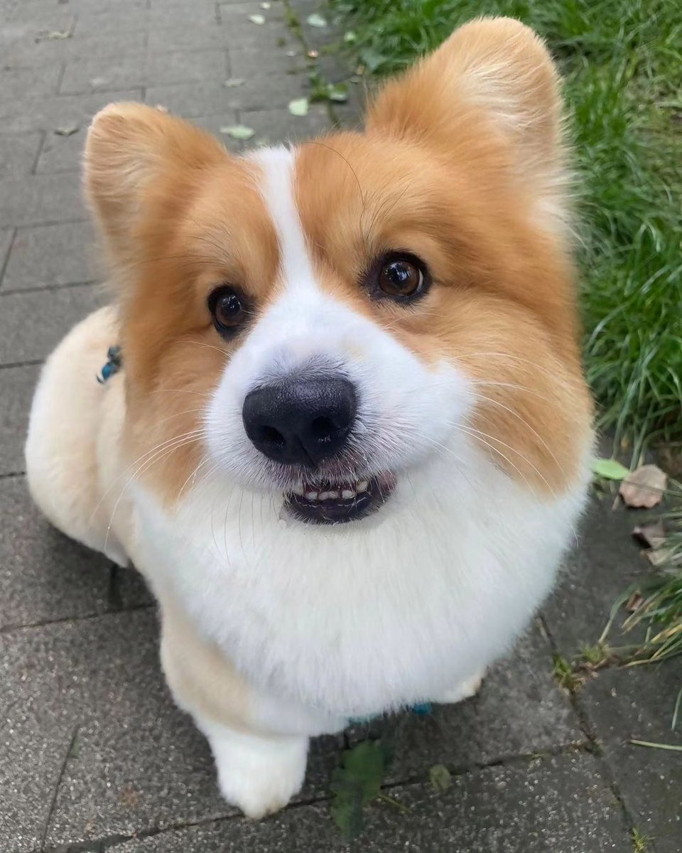 _animalsX's tweet photo. Corgi smile on the pavement serving pure joy 😆🌳 https://t.co/bCgzteugAW
