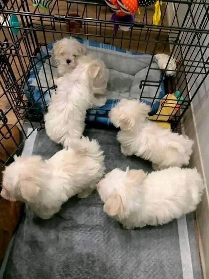 ay01mi2x's tweet photo. Download Fb, TikTok, and run Teacup puppies 🐶 updates 

Thanks me later https://t.co/tyqvifj7Qs