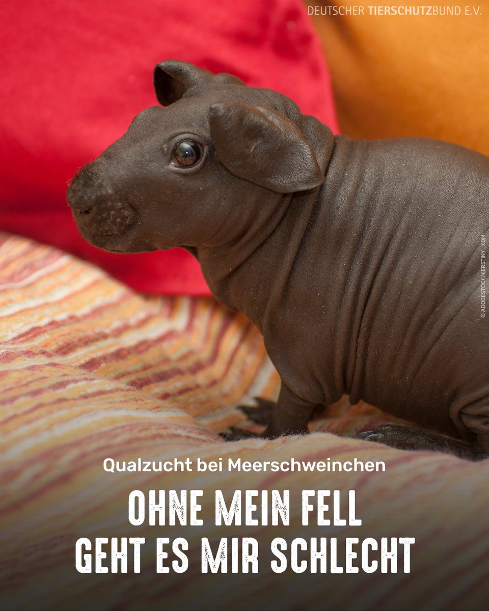 tierschutz_bund's tweet photo. Was auf den ersten Blick wie ein kleines Flusspferd anmutet, ist tatsächlich ein nacktes Meerschweinchen. Für ihr vermeintlich besonderes Aussehen zahlen diese Qualzuchten einen hohen Preis: Durch das fehlende Fell sind sie nicht vor Kälte, Verletzungen oder Sonnenbrand geschützt https://t.co/JkZSyAuc0a