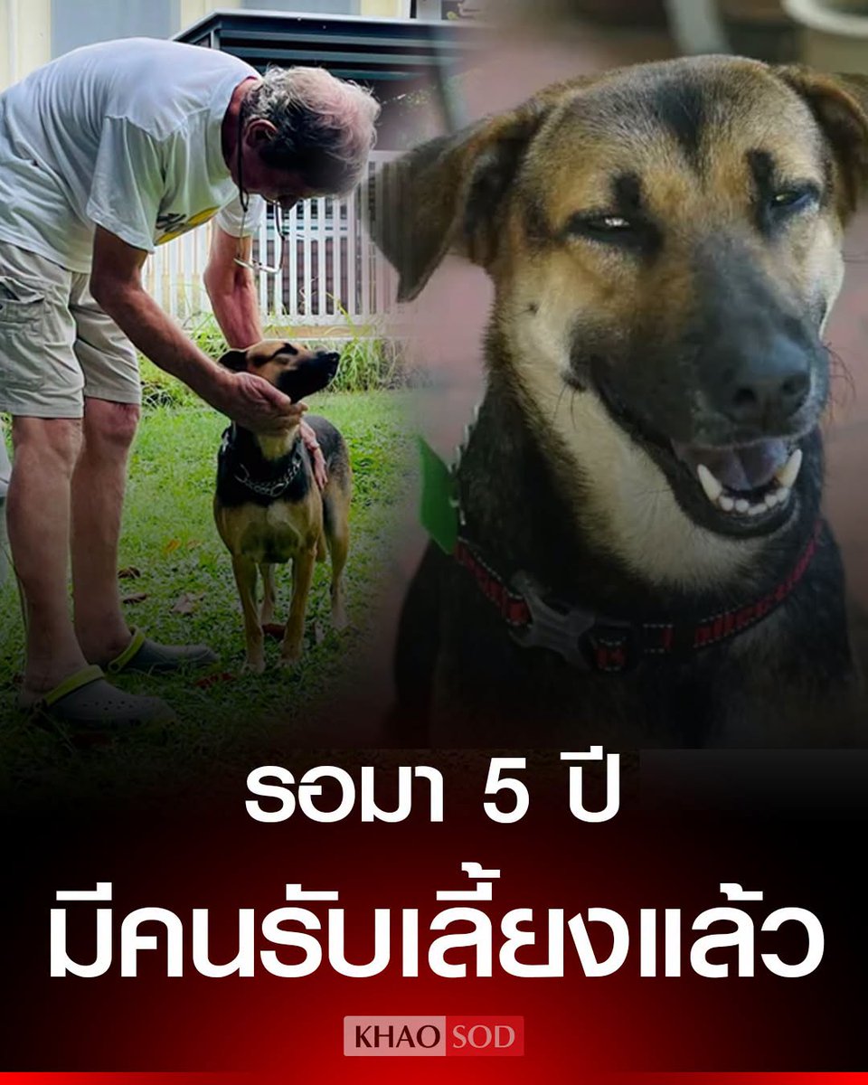 KhaosodOnline's tweet photo. สุนัขในศูนย์พักพิงรอคนรับเลี้ยงกว่า 5 ปี จากเคยร่าเริง-ชอบทักคน กลายเป็นซึม จนเกือบหมดหวัง สุดท้ายมีปาฏิหาริย์ https://t.co/JXEeds3YtT