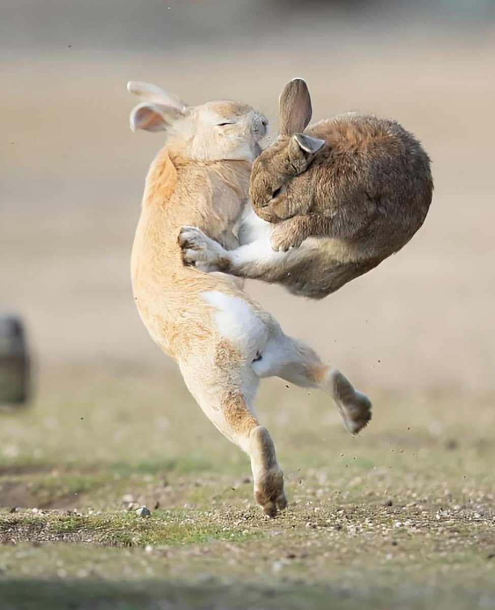 AcervoCharts's tweet photo. Fotógrafo Mora Nakamura registra o momento exato de uma luta entre coelhos. https://t.co/aWPYXgcwEB