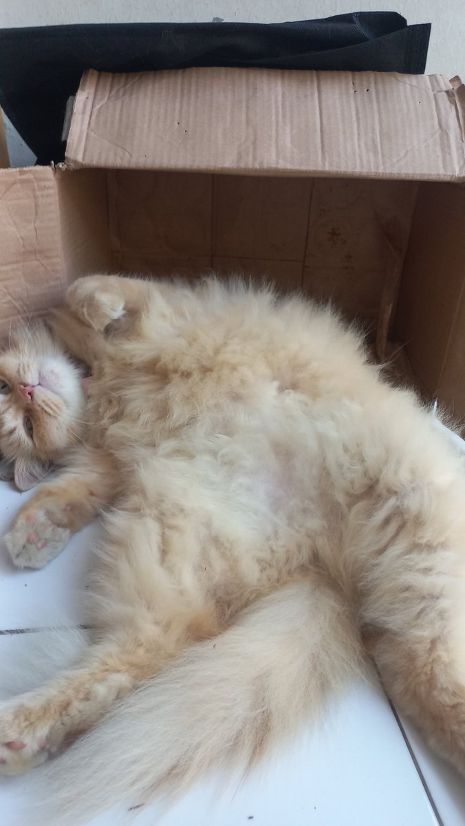 milo_kedi's tweet photo. Cat guard bulu https://t.co/EfZNNgnRWZ
