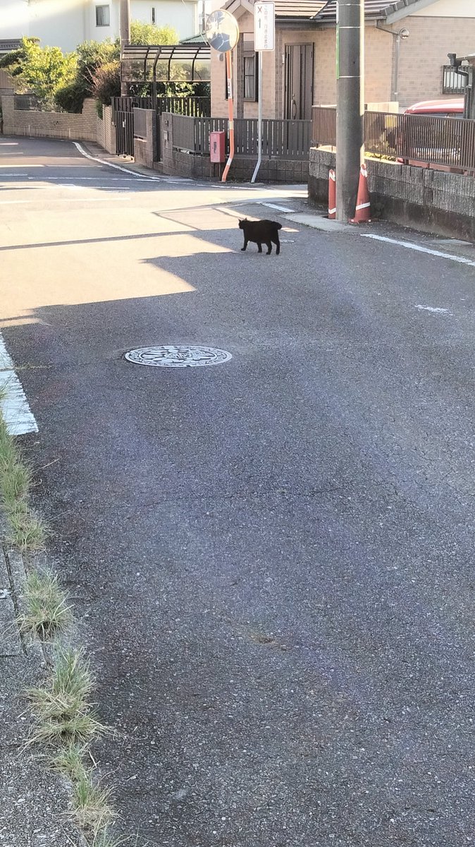 zelous48's tweet photo. 道端でのんびりしていた黒ねこさん🐈‍⬛

撮ろうとしたらゆっくりとお逃げになられました🐾 https://t.co/J6HxKFkSy2